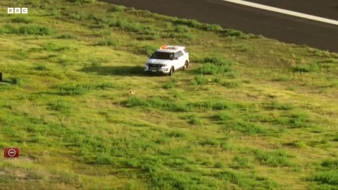 Coyote gets chased through airport tarmac in Los Angeles