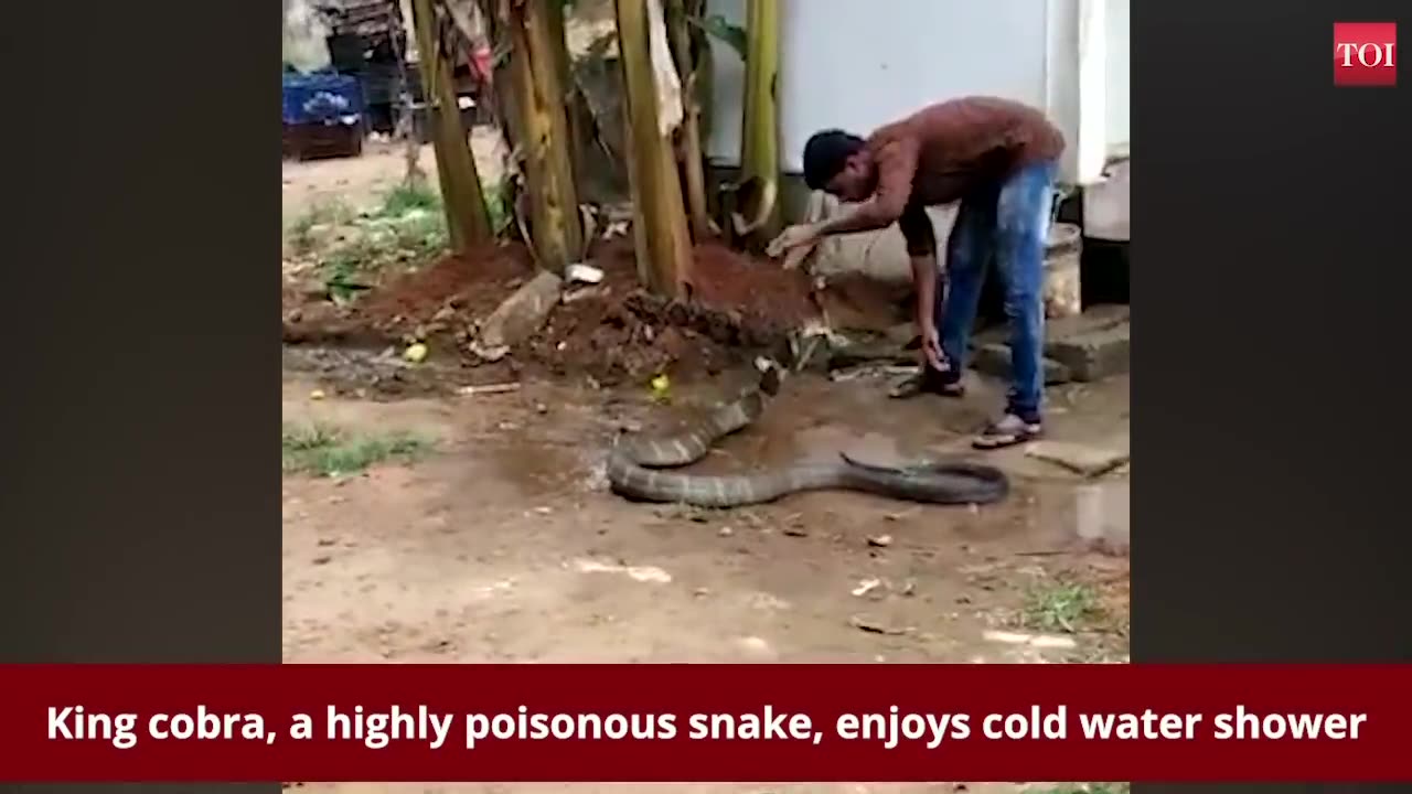 King cobra enjoys cold water shower