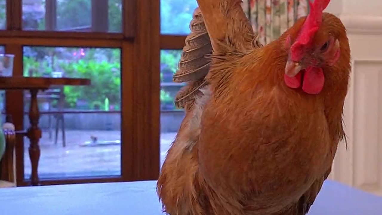 Cute Kitty and a rooster that plays basketball