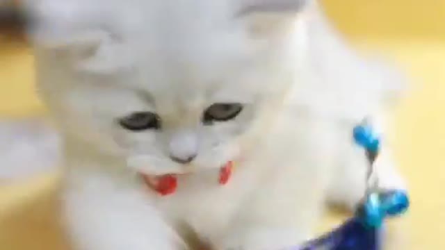 Lovely and cute kitten