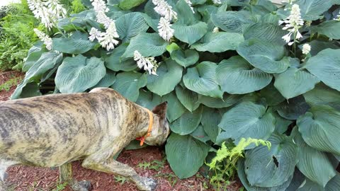 Funny Great gets a surprise in Hostas