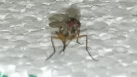 Test Fly for New Polystyrene