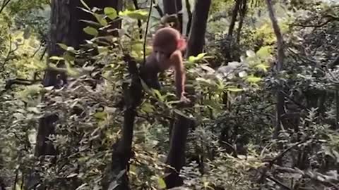 FUNNY MONKEY