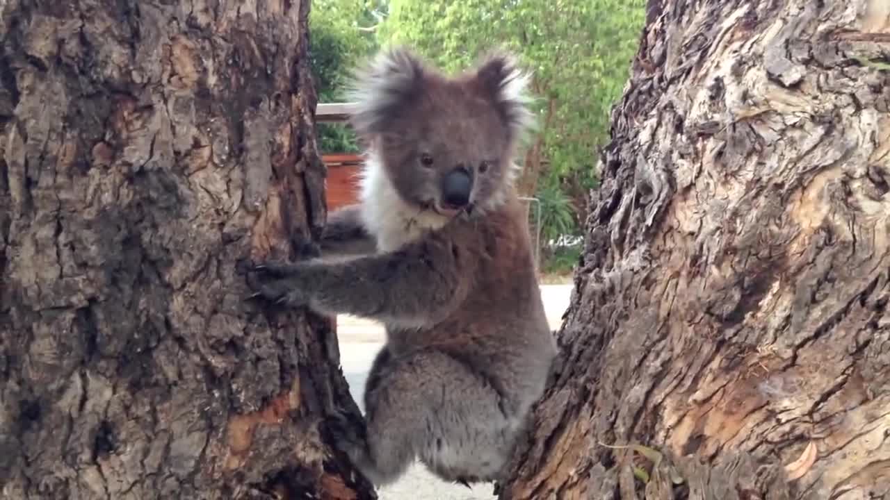 Koala Wants A Cuddle