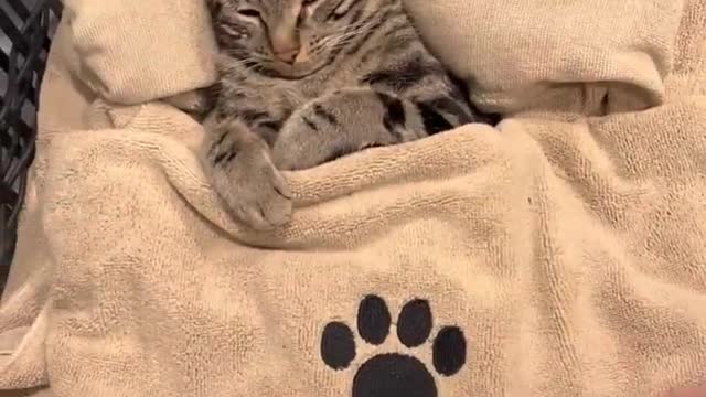 CAT SPA DAY ASMR