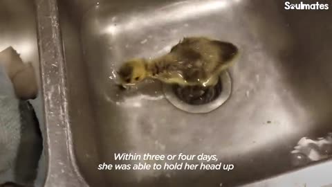 Guy Teaches His Rescued Gosling How To Fly | The Dodo Soulmates