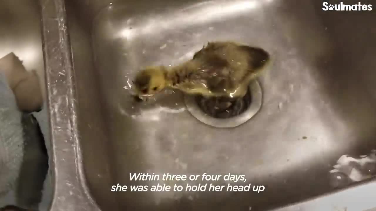 Guy Teaches His Rescued Gosling How To Fly | The Dodo Soulmates