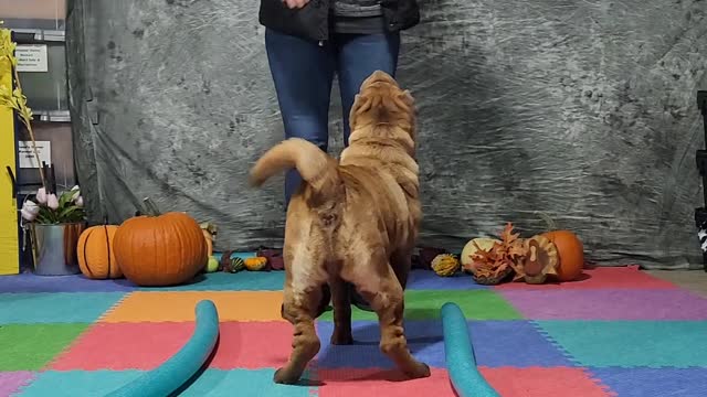 Aurora November 2022 Spell-it