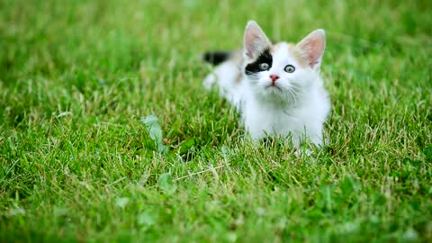 cute three color kitten