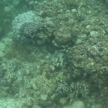 Snorkeling Over Nature’s Comeback, A Reef Revival