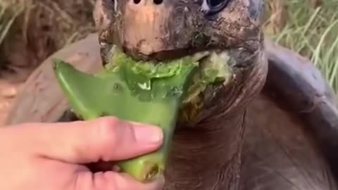 Best Funny Animal Videos of the year
