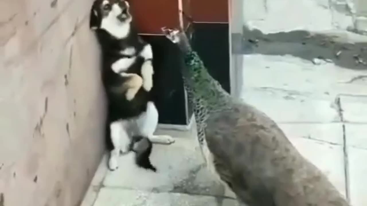 Dog And Peacock Funny Video Clip, Dog vs Peacock Funny Moment!!