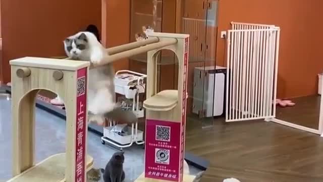 FUNNY cat video