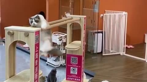 FUNNY cat video