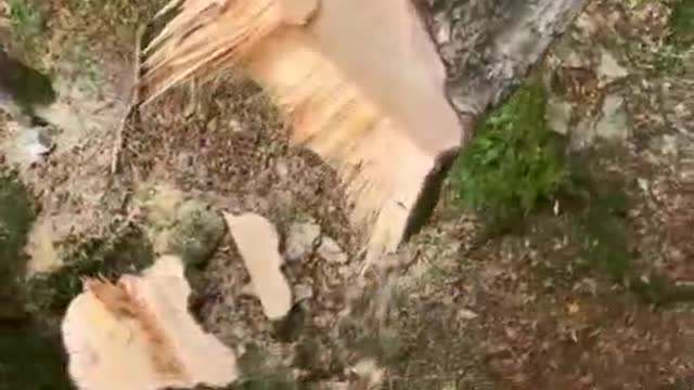 woodcutter