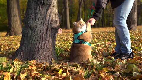 Autumn Walk