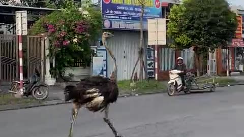 Ostrich Runs With Traffic