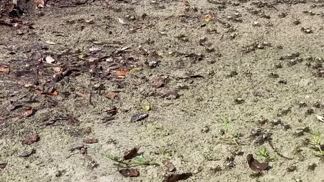 Invasion of Fiddler Crabs on Florida Coast