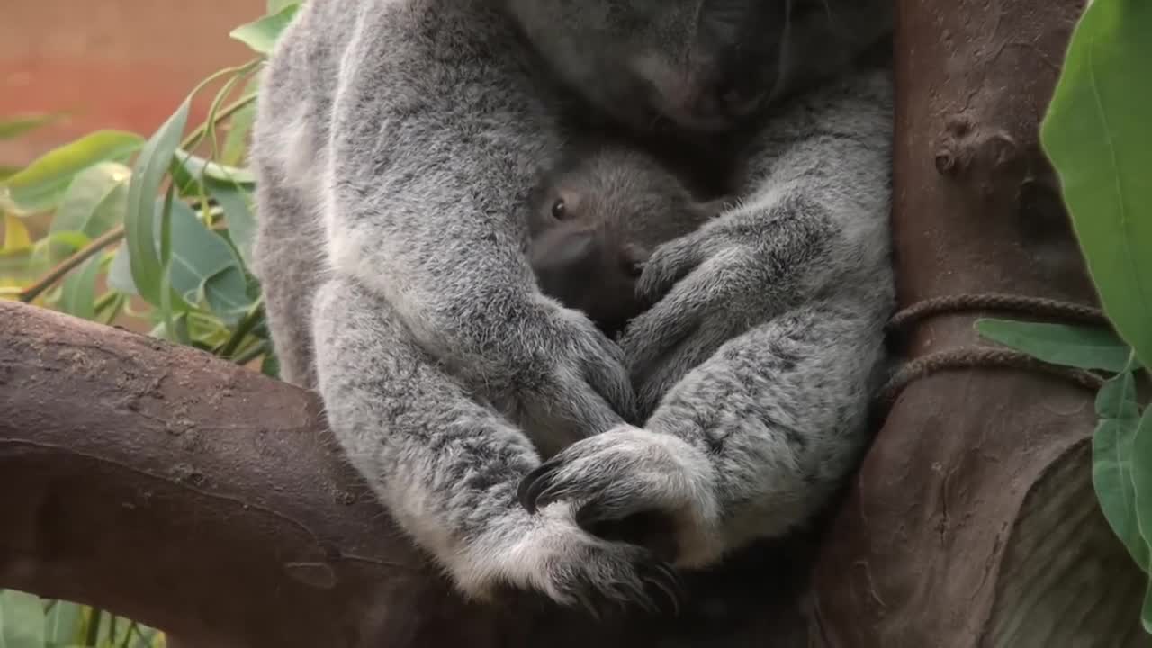 Baby koala Oobi-Ooobi uit buidel Guwara