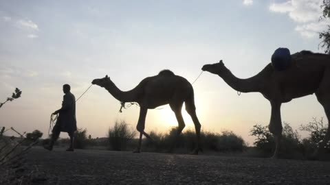 Camel
