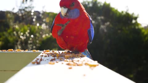 Red parrot enjoying a free meal