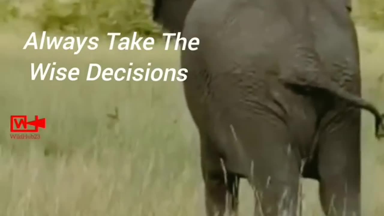 OMG😱Elephant Stepping Over Lion Cubs _ Lioness vs Elephant #elephant #attack #lion #cubs #short