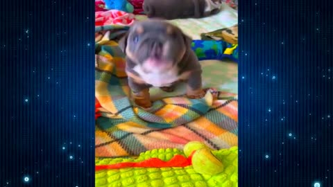 Funniest Cats & Dogs Videos