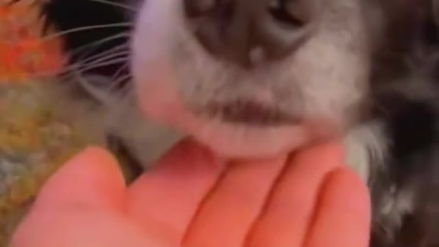 See how the dogs react