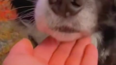 See how the dogs react