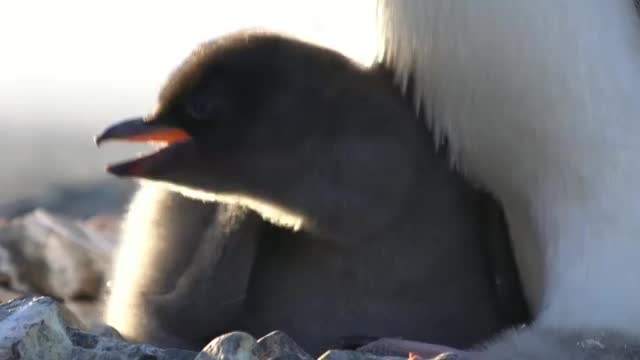 Hungry chick. Don't eat pebbles.