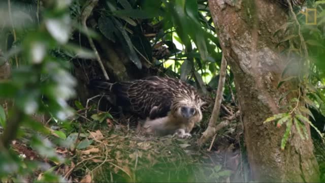 The Process of Growing an Eaglet in A Forest in The Philippines | Nat Geo WILD Source