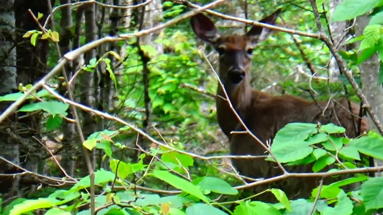 White-tailed deer