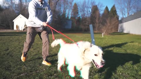 The hardest pulling dog in the world training