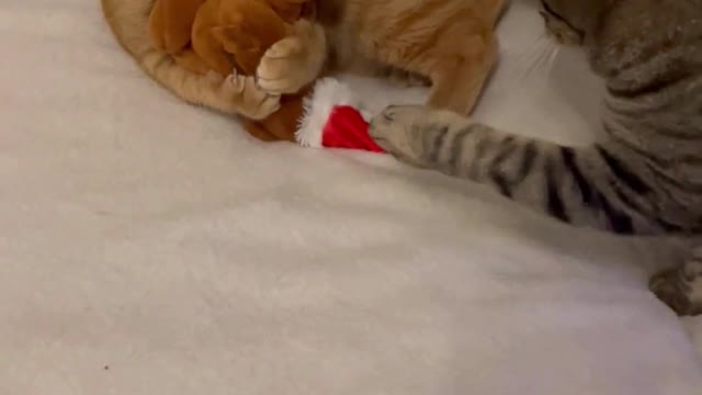 Cute Cats Playing #77