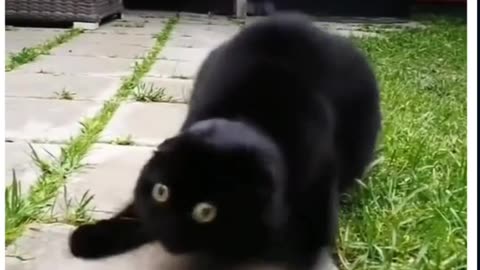 Funny and silly cats