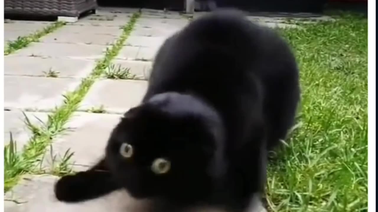 Funny and silly cats