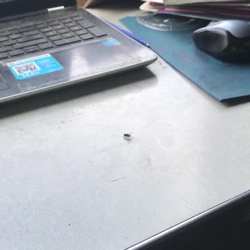 The difference between a fly and joe biden