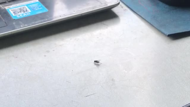 The difference between a fly and joe biden