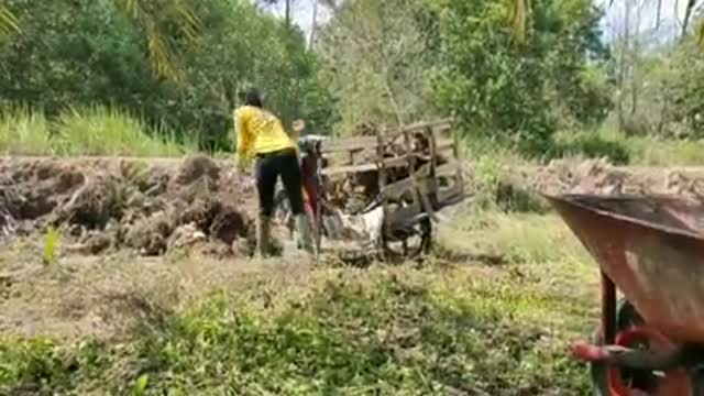 sweet girl harvesting palm