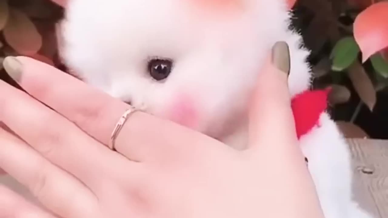 Pomeranian puppies|cute dog|Teacup dogs|Pocket dogs|Cute puppy|Pomeranian dogs puppies price#shorts