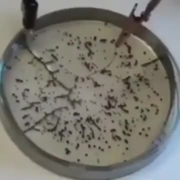 THE DEATH JAB UNDER THE SCOPE