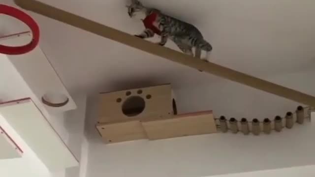 Talented cat climbing on wall funny videos