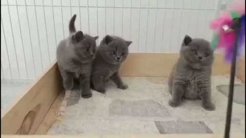 Three cute kittens