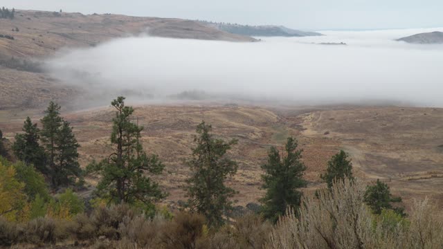 Coyotes in the Fog