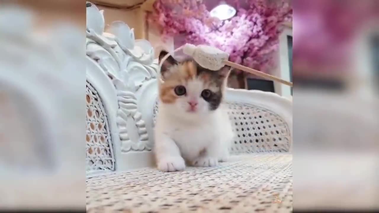 Baby Cats - Cute and Funny Cat Videos Compilation
