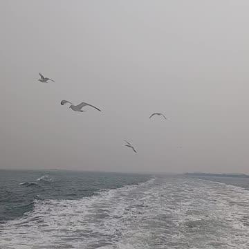 Sea gulls.
