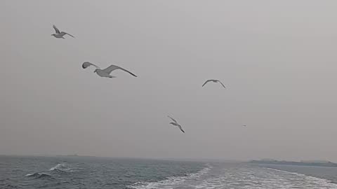 Sea gulls.