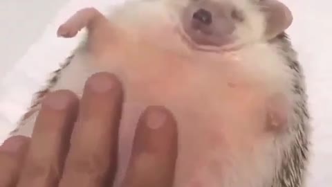 Give a Hedgehog a massage