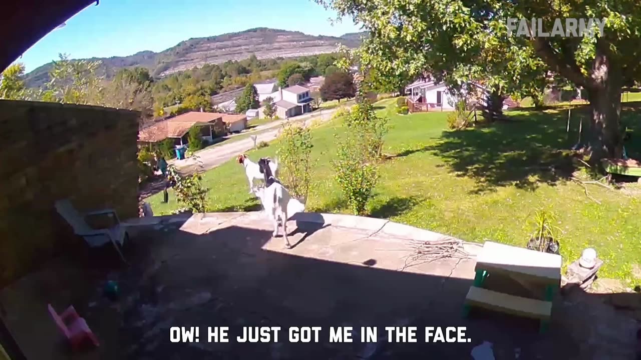 Funny Animals Fails 2023