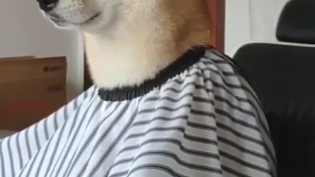 Funniest Cats and Dogs 2022 new 🐱🐶 Part 5